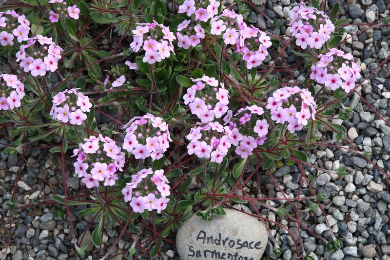 Snowfire_Gardens_09Jun2010_ 015_AndrosaceSarmentos-chumbii.JPG