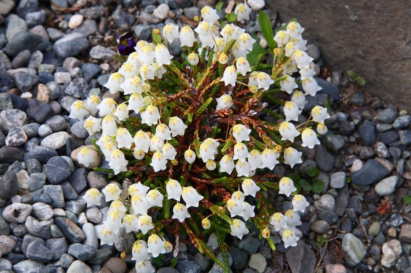 Snowfire_Gardens_09Jun2010_ 018_CassiopeSelaginoides.JPG