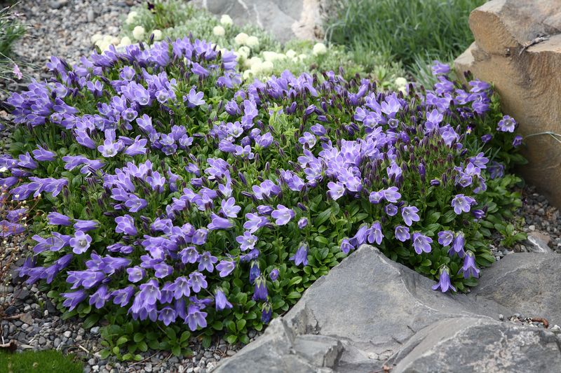 Snowfire_Gardens_09Jun2010_ 009 800x600.JPG