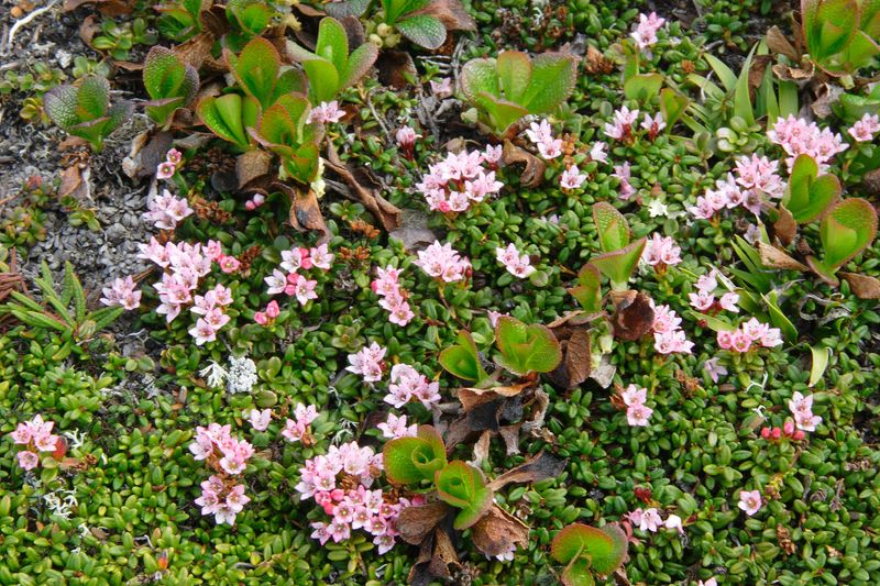 NearPoint_Flowers_30May2010_ 015_AlpineAzalea.JPG