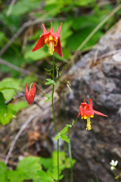 TurnagainArmTrail_19Jun2010_ 014_WesternColumbine.JPG