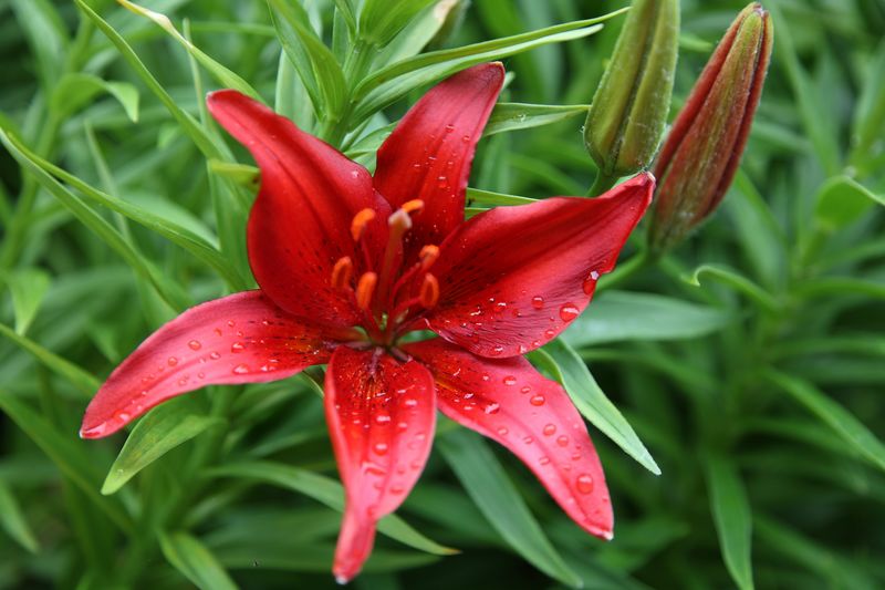 WileyPost_Lillies_20Jul2010_ 001.JPG