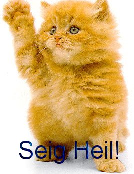 cat.jpg
