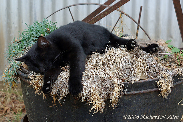 Napping