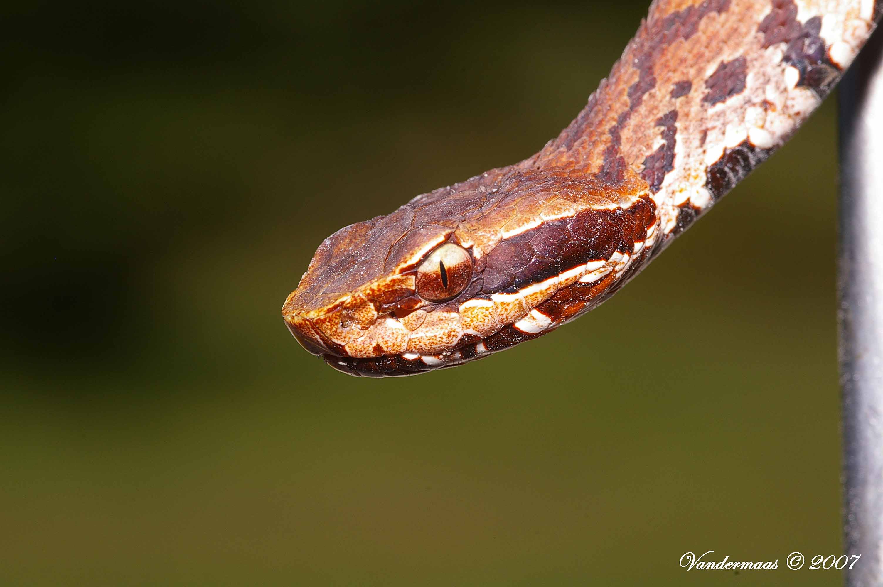 Agkistrodon Piscivorus