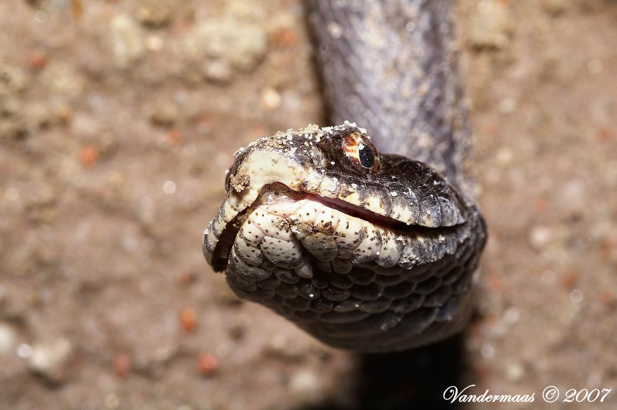 Eastern Hognose Snake (Heterodon Platyrhinos)