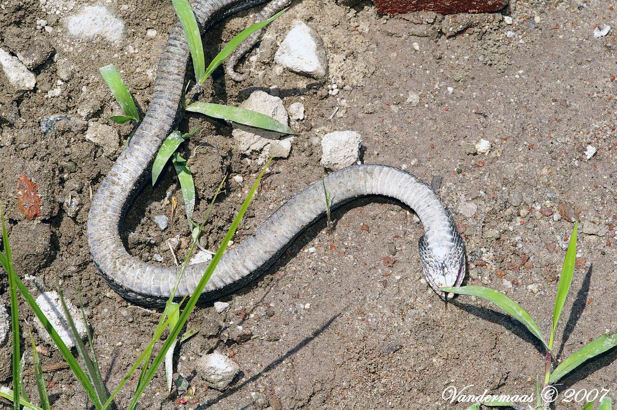 Eastern Hognose Snake (Heterodon Platyrhinos)