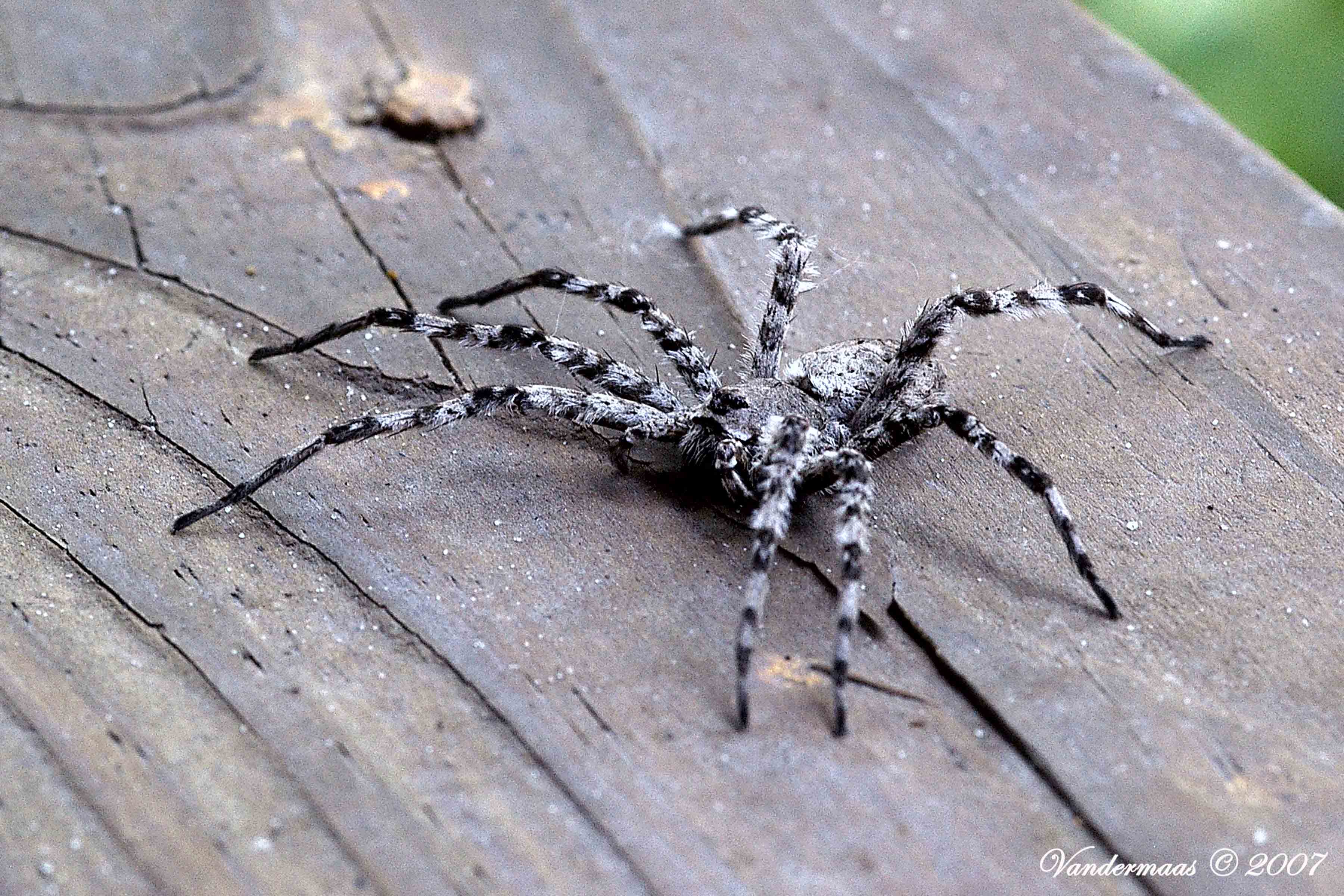 Unknown spider