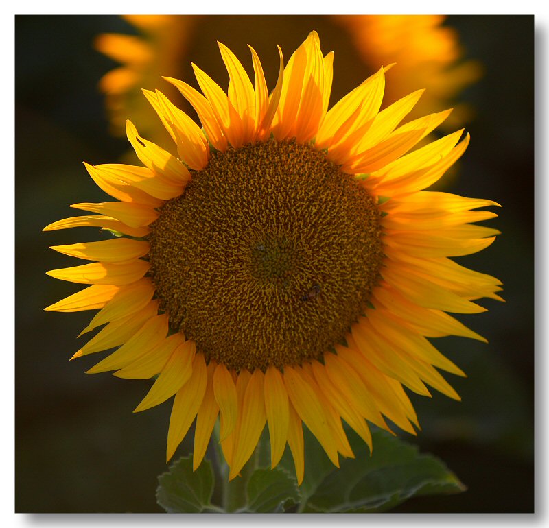 Sunflowers 2009