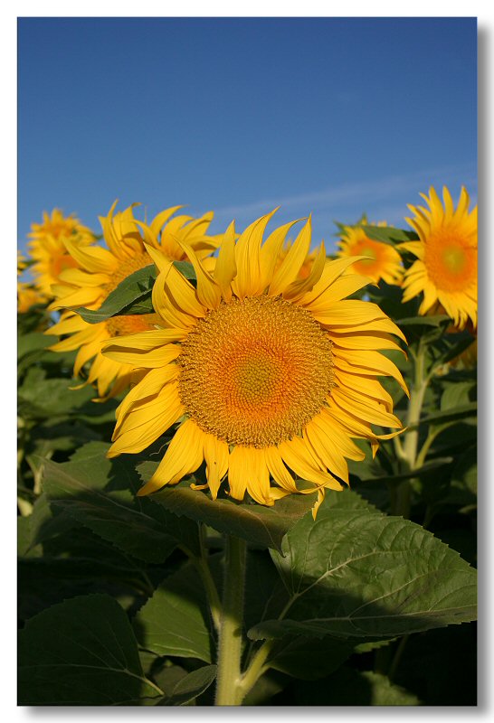 Sunflowers 2007