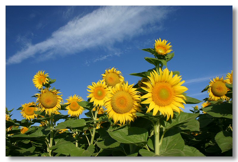 Sunflowers 2007