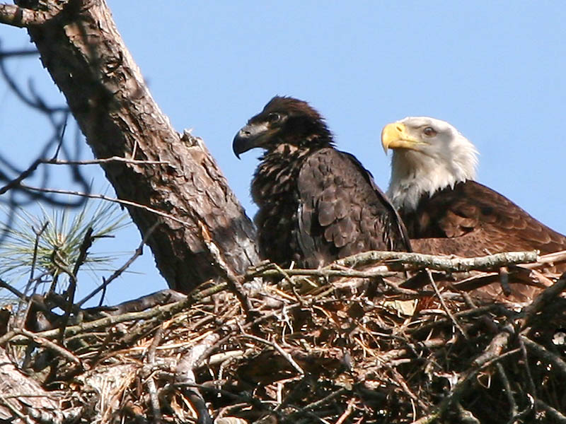 Parent and Child