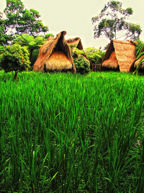 Green and Huts