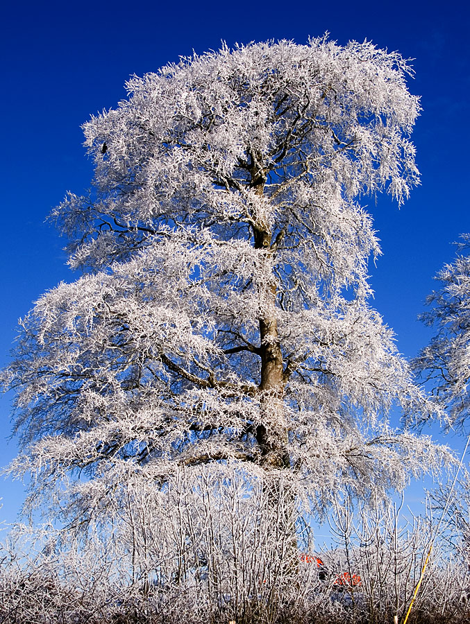 Frost