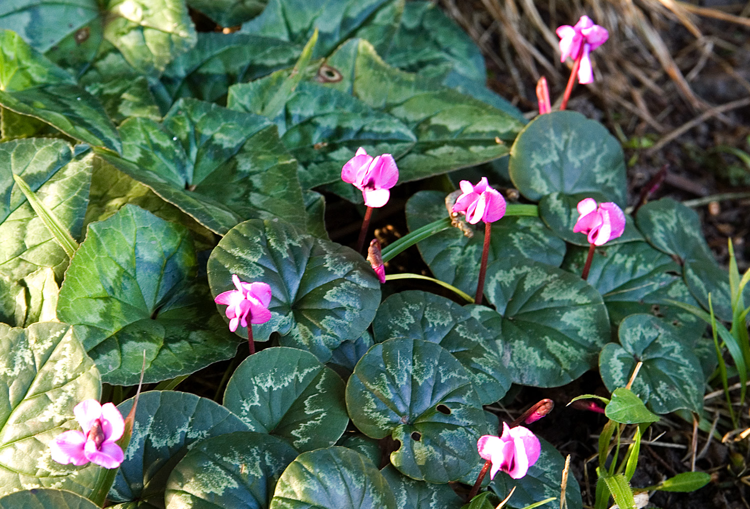 Cyclamen