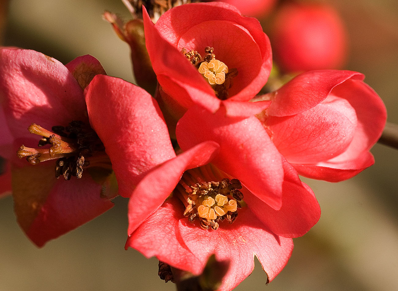 Flowering Quince