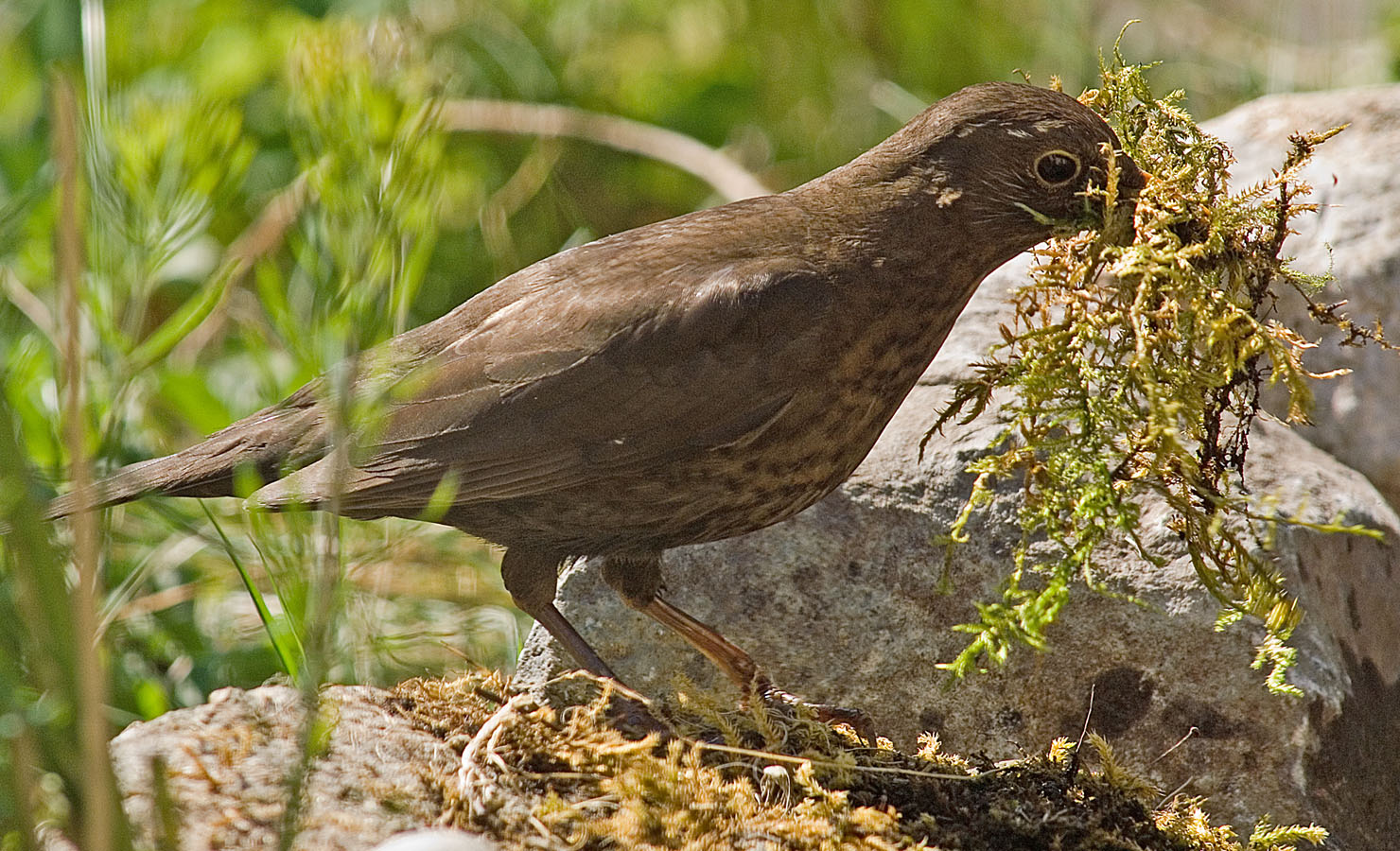 Nest Building