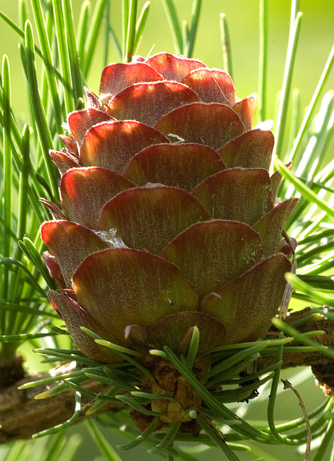 Larch Cone