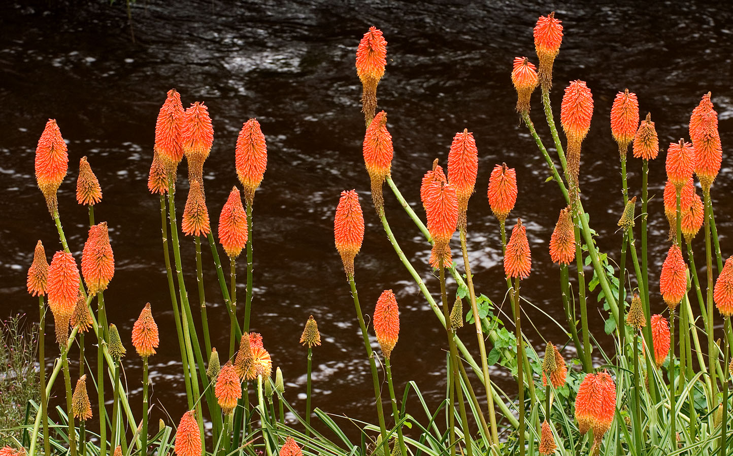 Red Hot Pokers