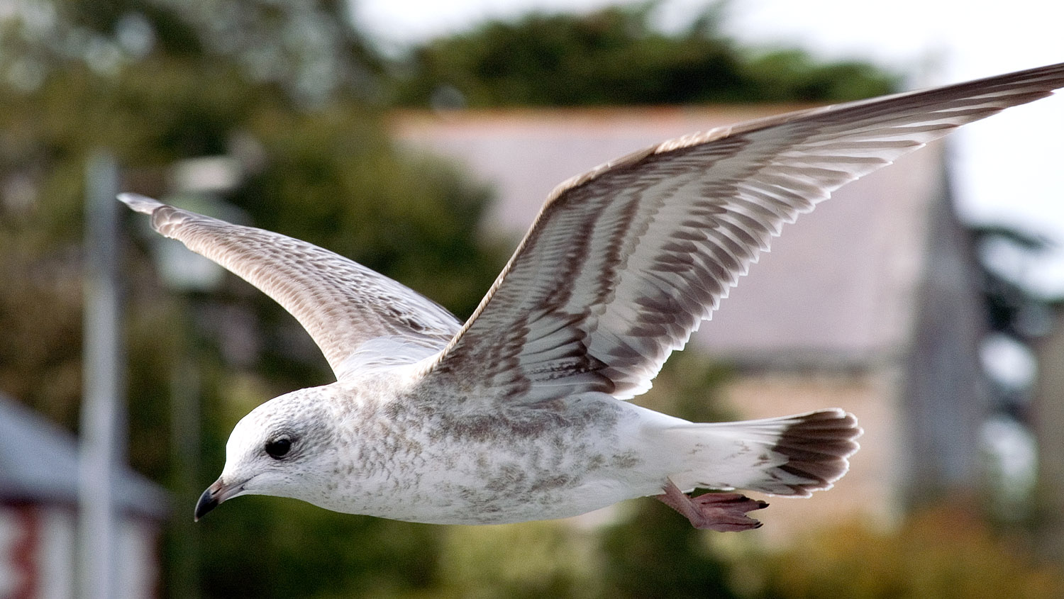 Flying Gull