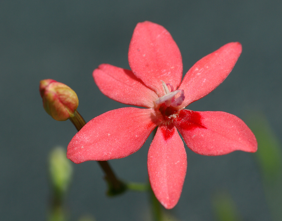 Rockery flower - Laparusia Cruenta
