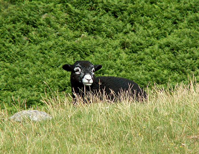 Peeping Lamb