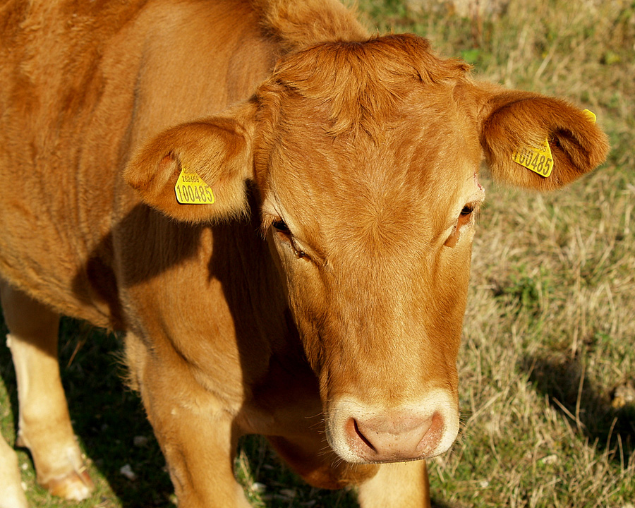 Cow face