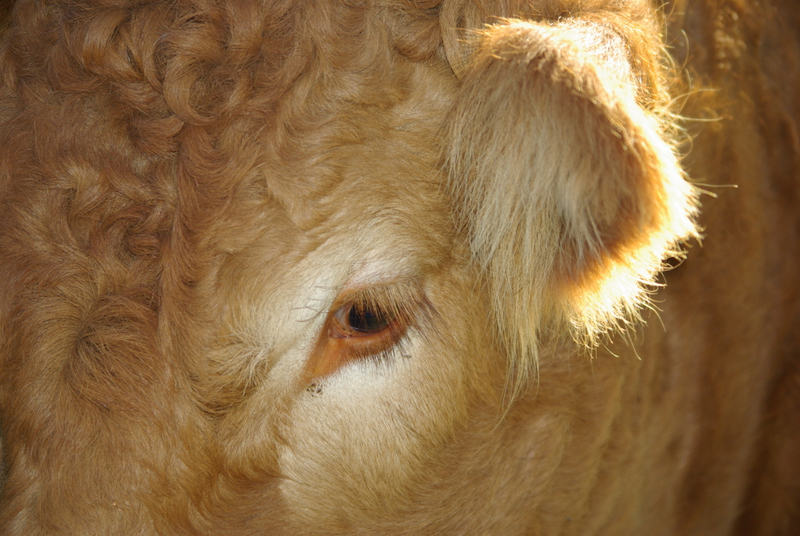 Cow Eye