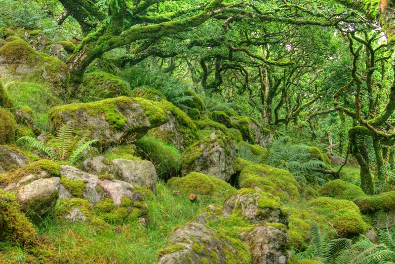 Black Tor Copse on Dartmoor