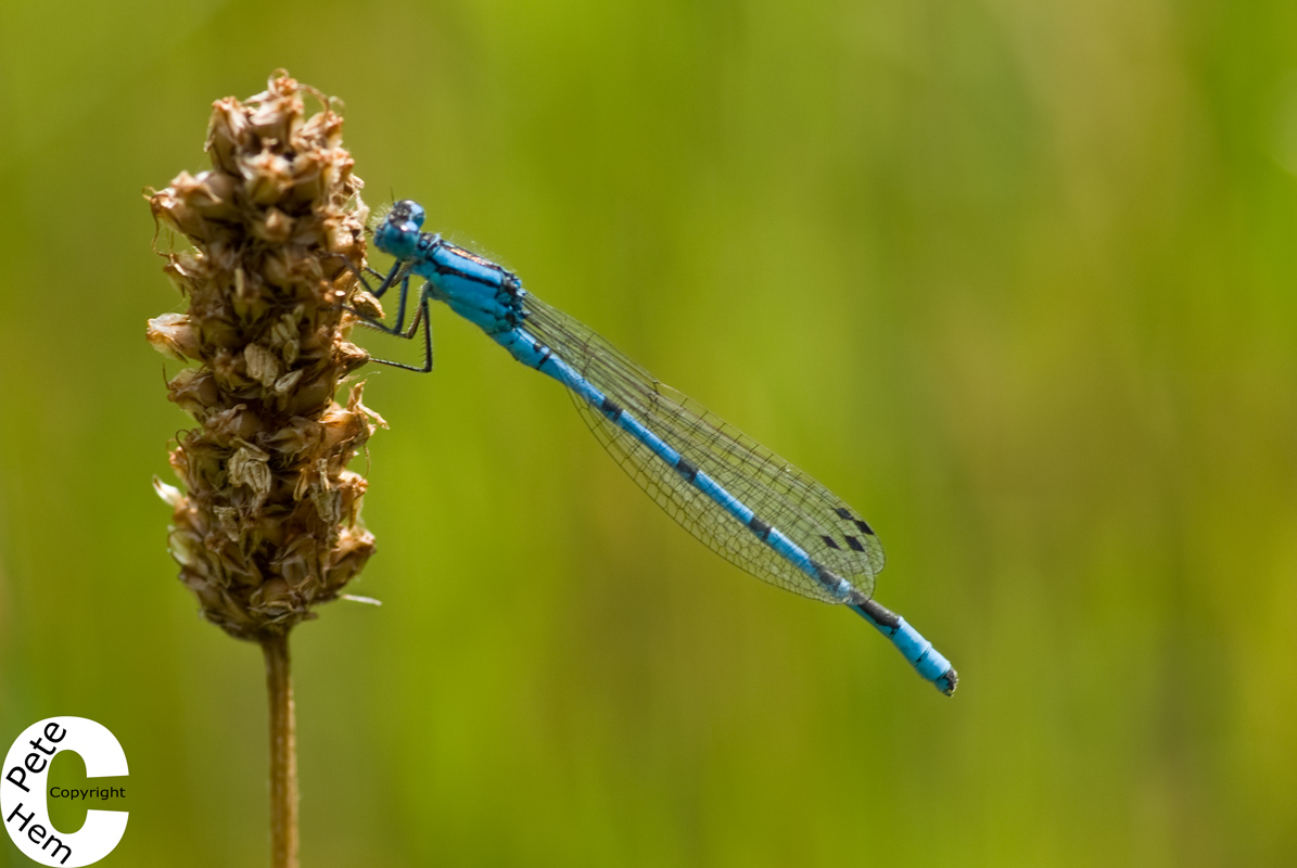 Damselfly