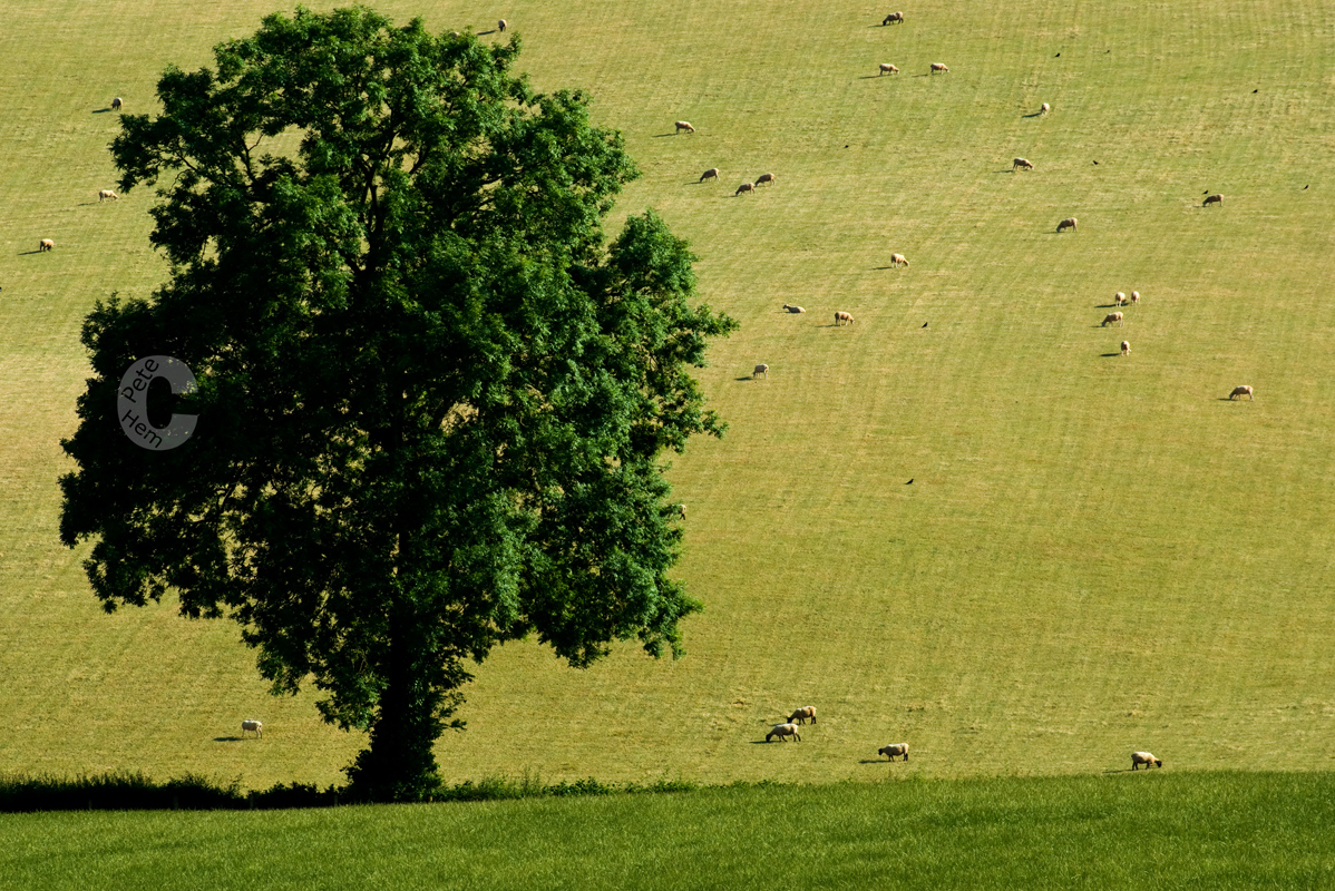 Tree and sheep