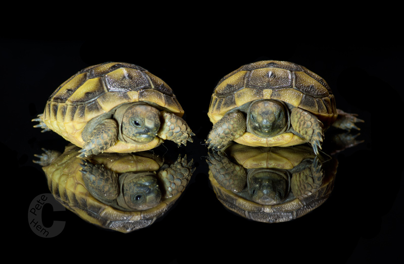 Tortoise reflections