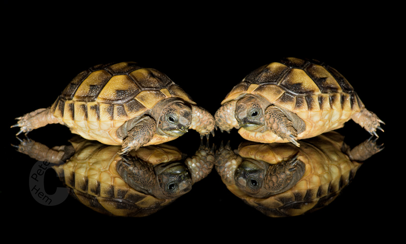 Take II - Two Tortoises 