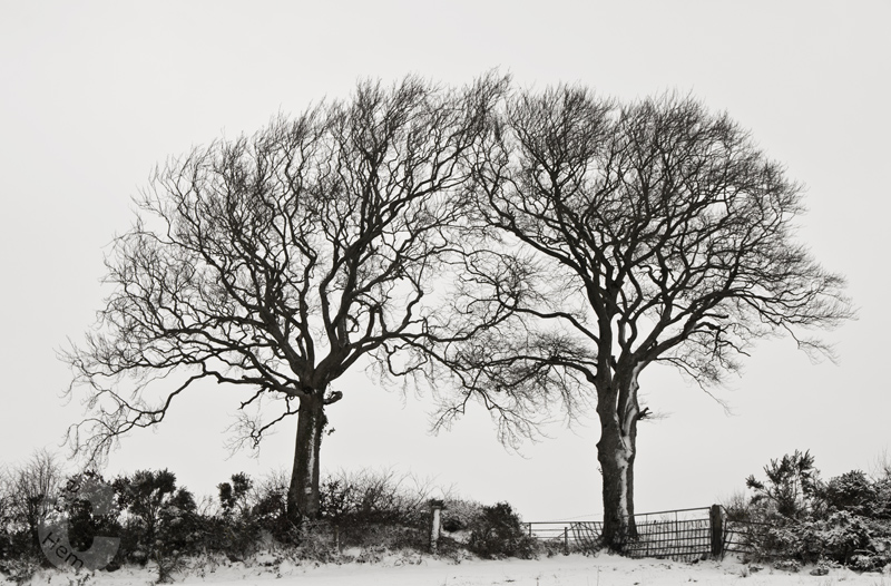 High keys trees