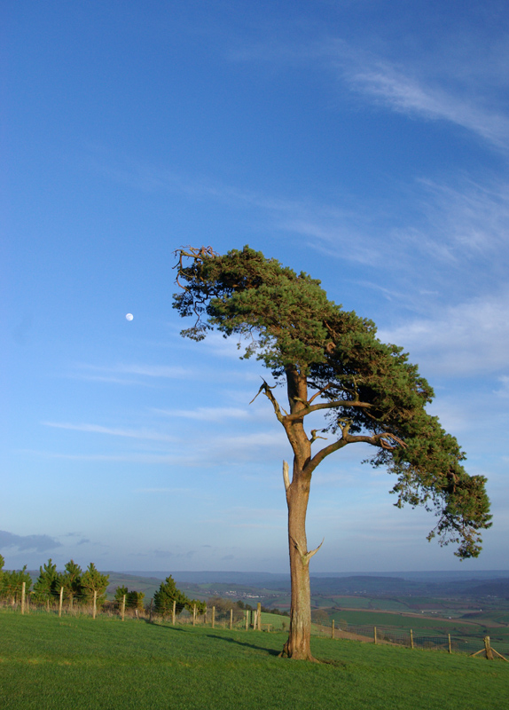 Raddon tree and moon