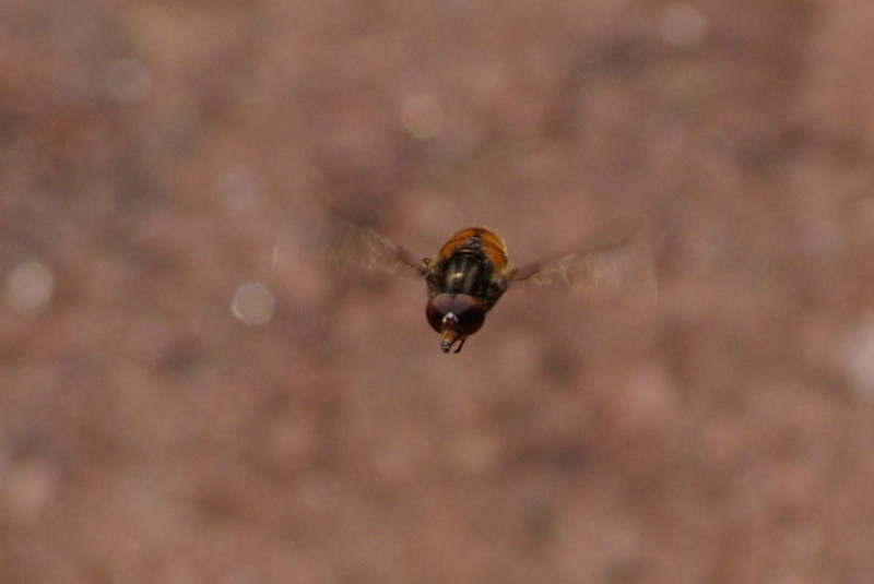 Flying insect