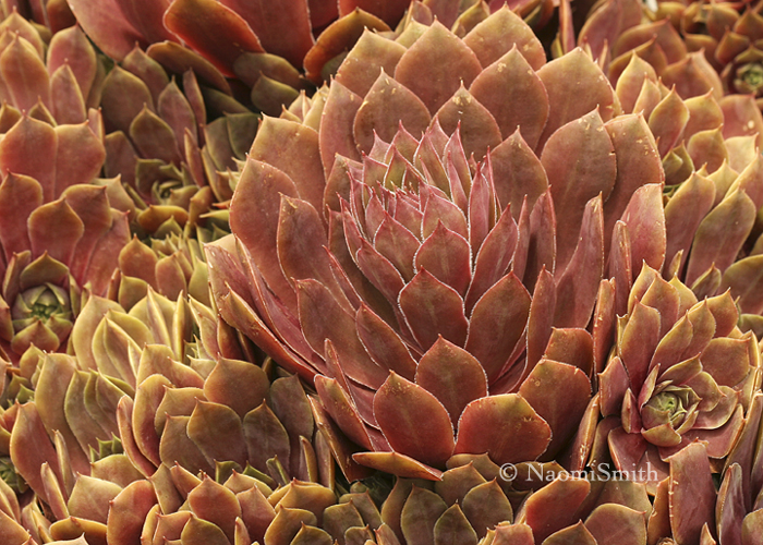 Sempervivum Othello JL8 #156