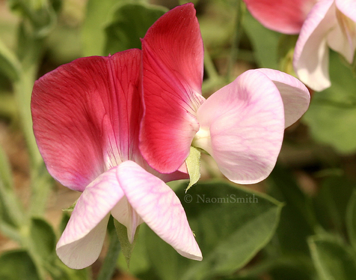 Pink Cupid-Lathyrus odoratus JL8 #280