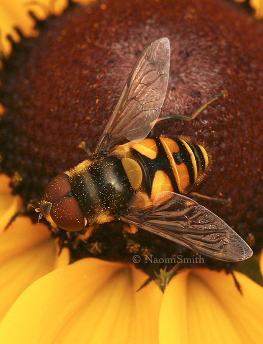 Eristalis transversa  JL8 #0593