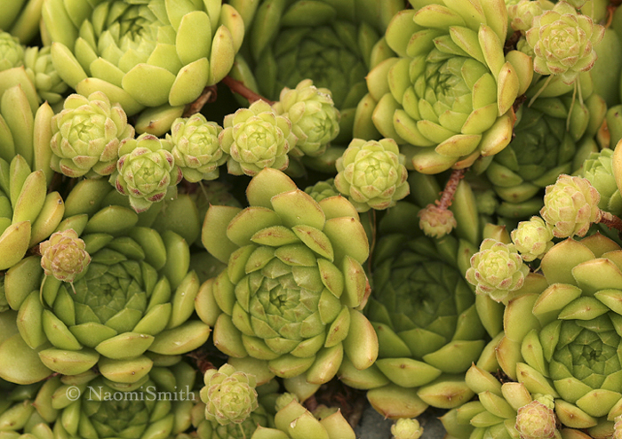 Sempervivum  Plastic JL8 #0852