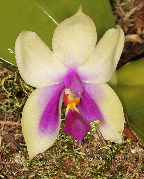 Phalaenopsis bellini F9 #8661