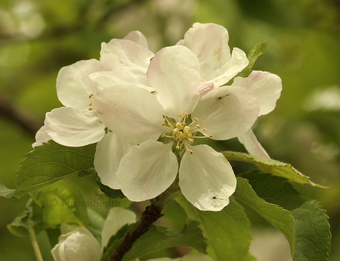 Spy Apple blossoms MY9 #9663
