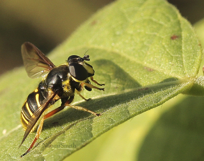 Sericomyia chrysotoxoides S9 #8608