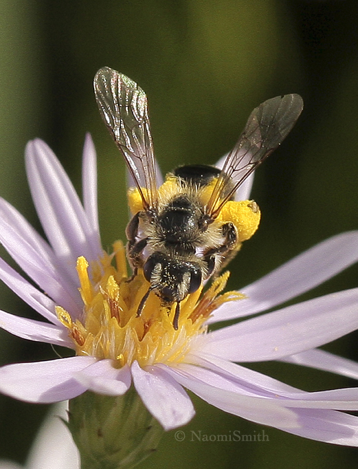 Andrena canadensis - female S9 #9172