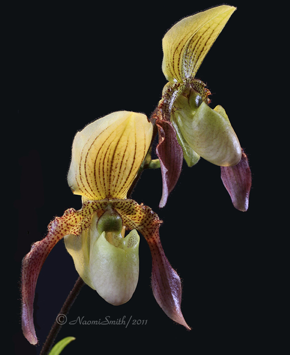 Paphiopedilum merope S11 #9030