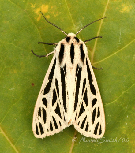 Arge Moth #2304