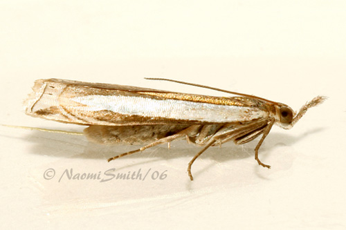 Crambus sp. #2326