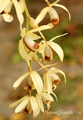 Coelogyne sp. #3176