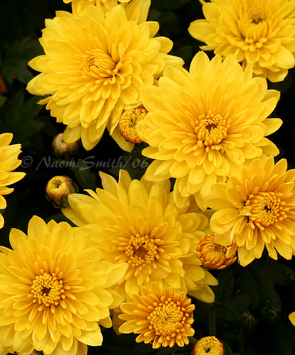 Chrysanthamums #2963