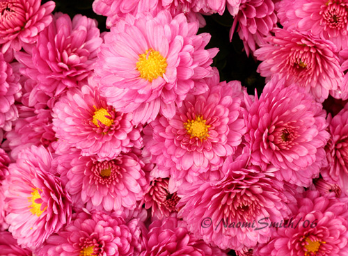 Chrysanthamums #2950